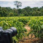AFB Agro
